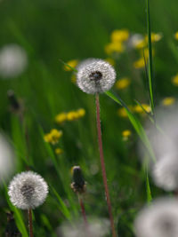 Close-up of dandelion seeds on land
