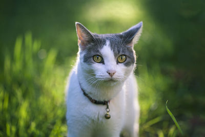 Portrait of a cat