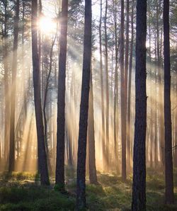 Sunlight streaming through trees in forest