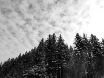 Low angle view of trees against sky during winter