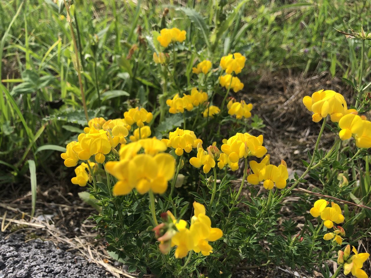 CLOSE-UP OF YELLOW FLOWERING PLANTS