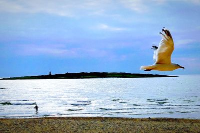 Seagull flying over sea against sky