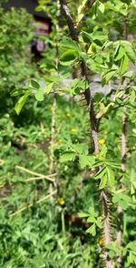 Close-up of fresh green leaves