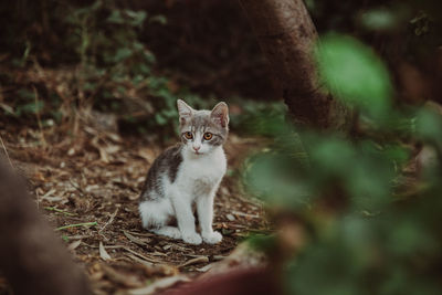 Kitten in the forest