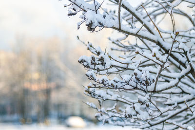 Close-up of snow covered bare tree