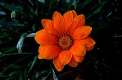 Close-up of orange flower
