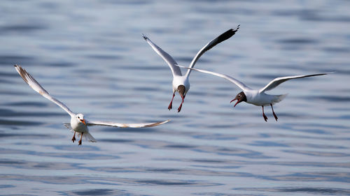 Seagulls flying over sea