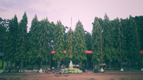 Trees against sky