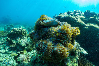 Fish swimming in sea