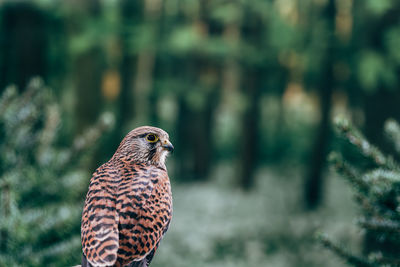 Common kestrel falco tinnunculus