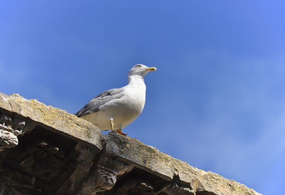 Low angle view of seagull perching on blue sky