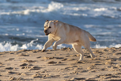 Dog on beach