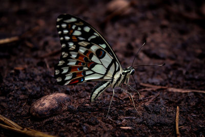 Close-up of butterfly on land