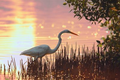 View of a bird on a lake