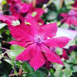 Close-up of pink flowers