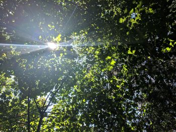 Low angle view of sunlight streaming through trees in forest