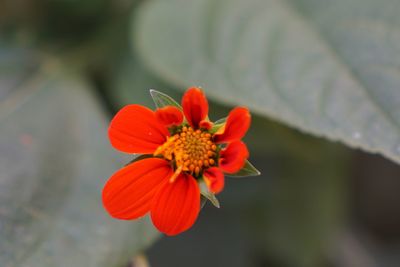 Close-up of red flower