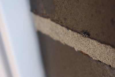 High angle view of lizard on wall