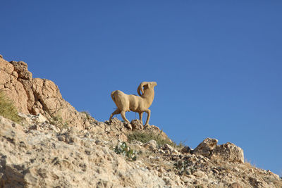 Low angle view of horse standing on rock