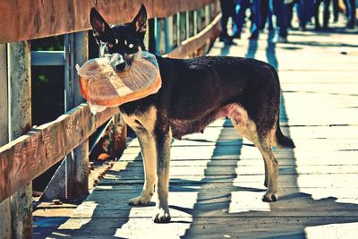 Portrait of dog holding food in mouth standing on pier