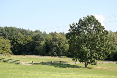 Trees on field against clear sky