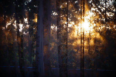 Full frame shot of trees in forest