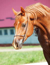 Close-up of horse looking down while standing against built structure