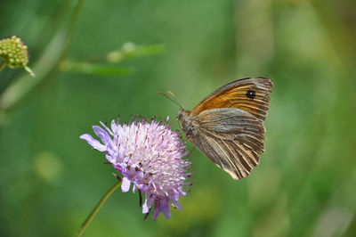 Close-up of butterfly pollinating on purple flower