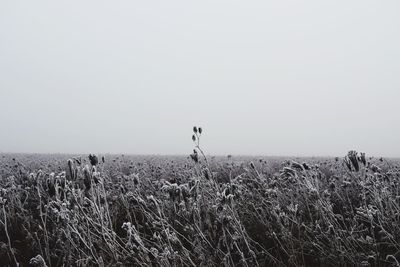 Scenic view of field against clear sky