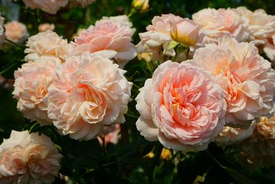 Close-up of pink rose