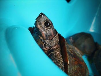 Close-up of turtle swimming in sea