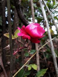 Close-up of pink rose