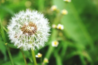 Close-up of dandelion flower