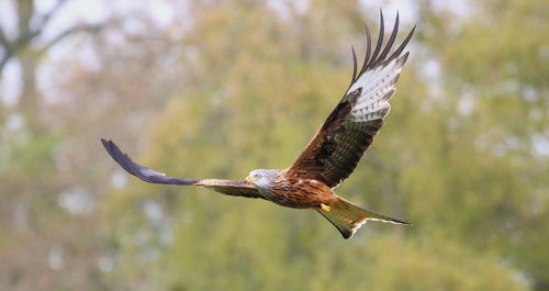 Close-up of eagle flying against blurred background