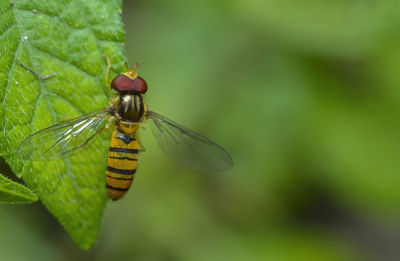 Close-up of butterfly pollinating on leaf