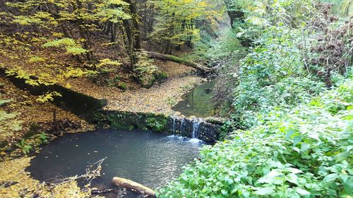 Stream flowing through forest