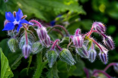 Close-up of purple flowering plant