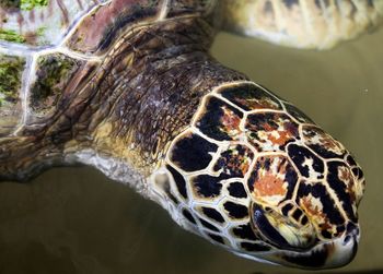 Close-up of turtle swimming in lake