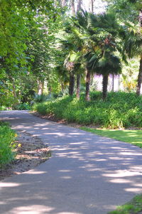 Empty road along trees