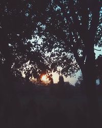 Low angle view of trees against sky at sunset