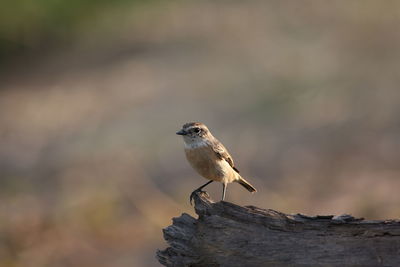 Eastern stonechat stick on branches