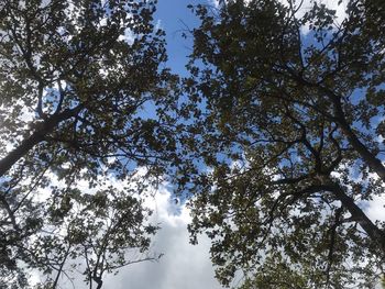 Low angle view of trees against sky