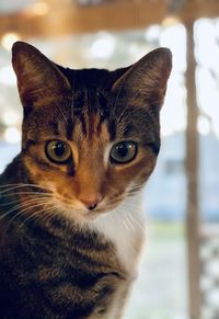 Close-up portrait of a cat