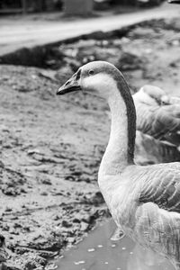 Close-up of bird