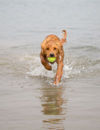 Dog running in water