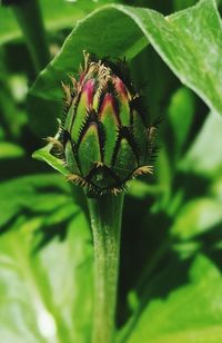 Close-up of insect on leaf