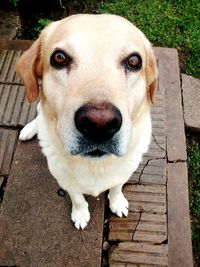 Close-up portrait of dog