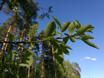 Low angle view of trees against blue sky