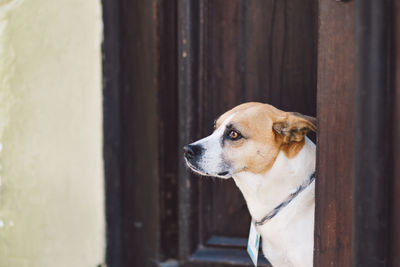 Close-up of a dog looking away