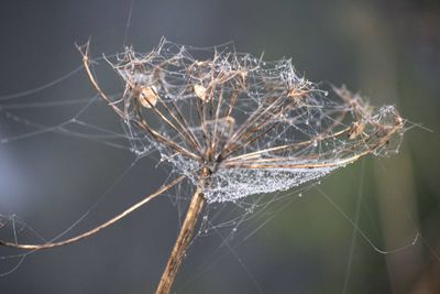 Close-up of dry spider web on plant